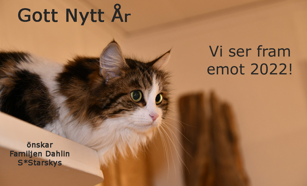 Sibirisk katt Vickie Nyår